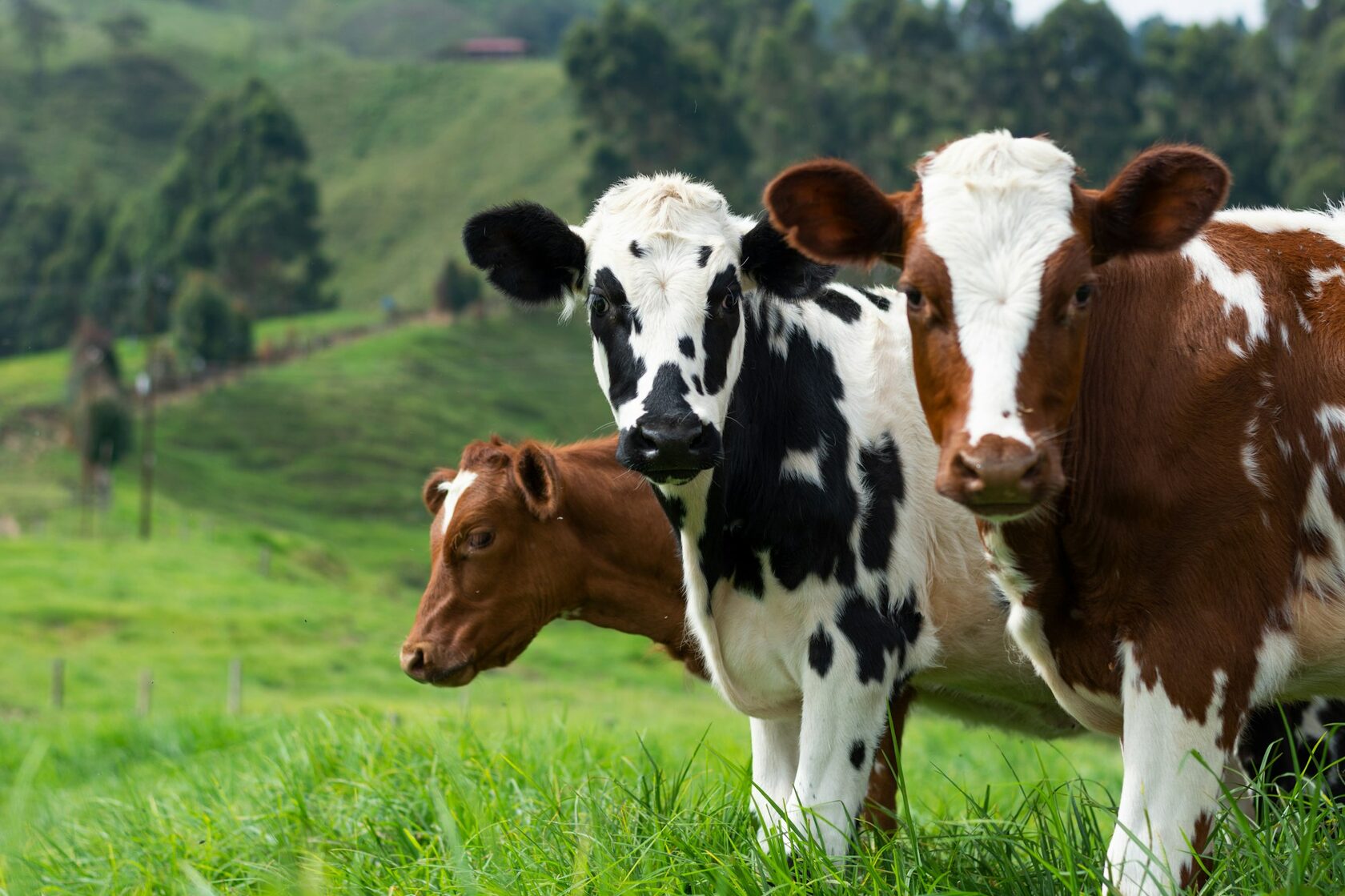 Farm animals