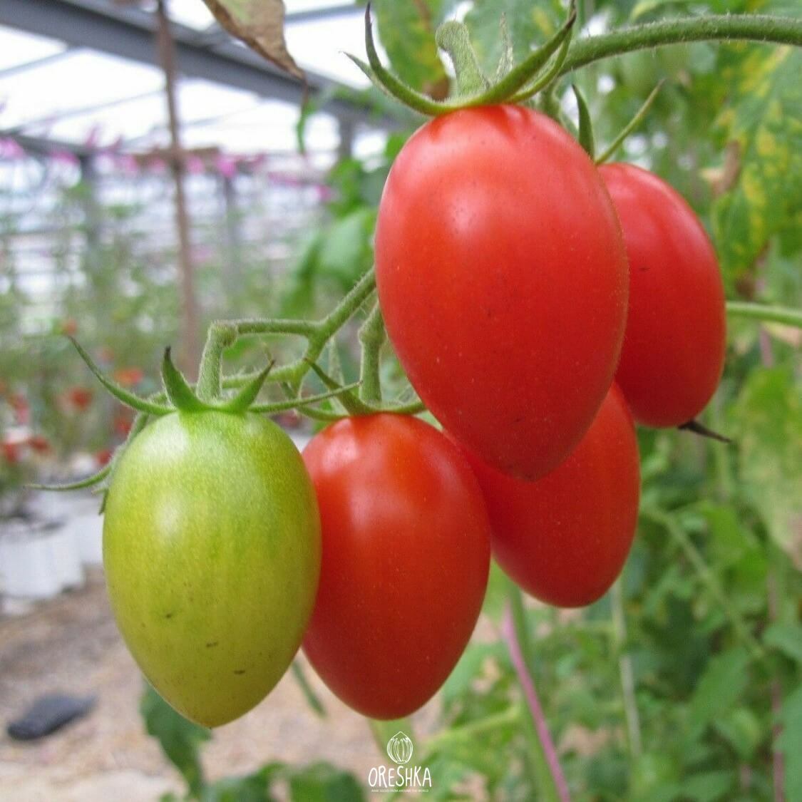 Seeds of Dalida tomato (solanum lycopersicum) — 10 pcs