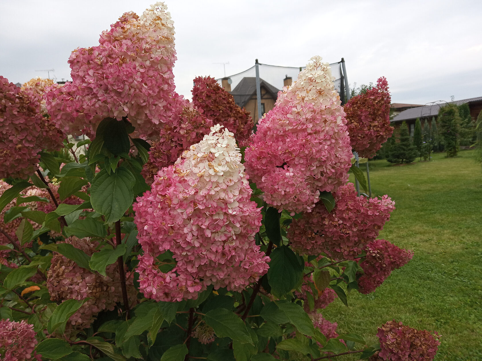 гортензия ванилла фрайз