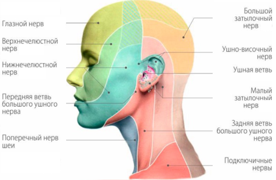Кожу лица иннервирует. Иннервация кожи головы и шеи анатомия. Иннервация кожи головы схема. Иннервация лица. Иннервация кожи лица.