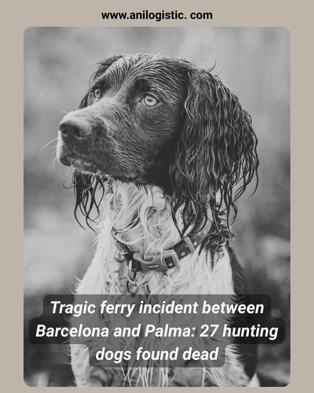 Barcelona–Palma ferry where 27 hunting dogs were found dead inside a sealed van