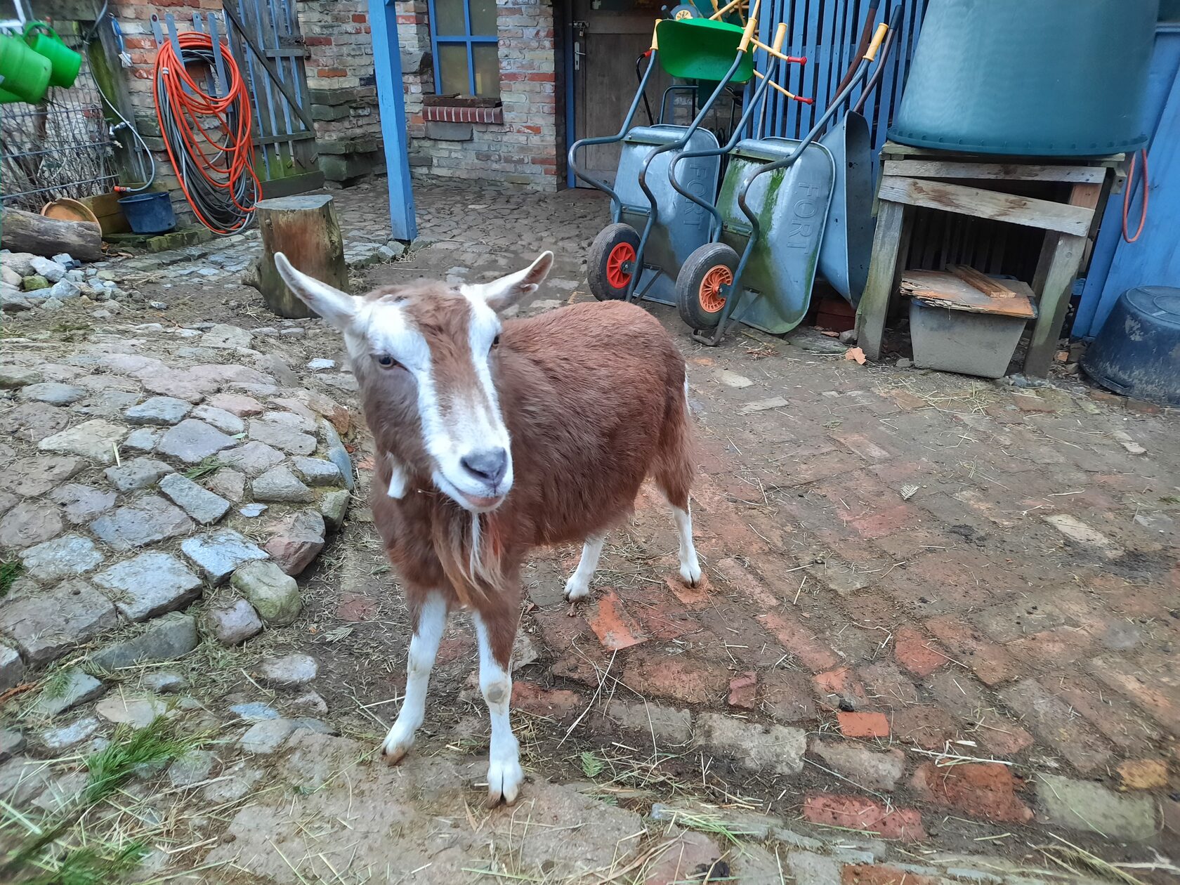 Two one-week old goats play at the goat farm in Berlin-Charlottenburg,  Germany, 29 June 2013, Stock Photo, Picture And Rights Managed Image. Pic.  PAH-40683127