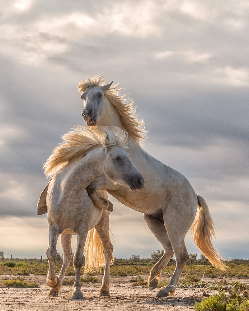 Camargue sea horses, Provence