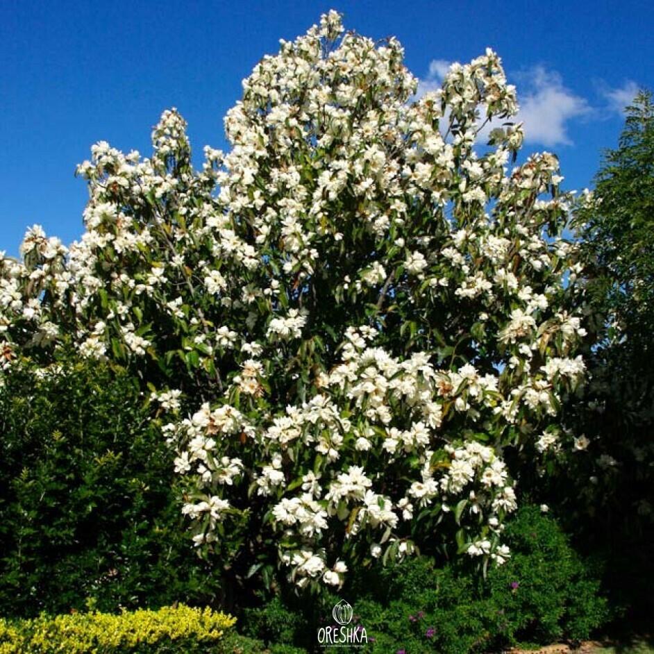 Магнолия крупноцветковая Magnolia grandiflora