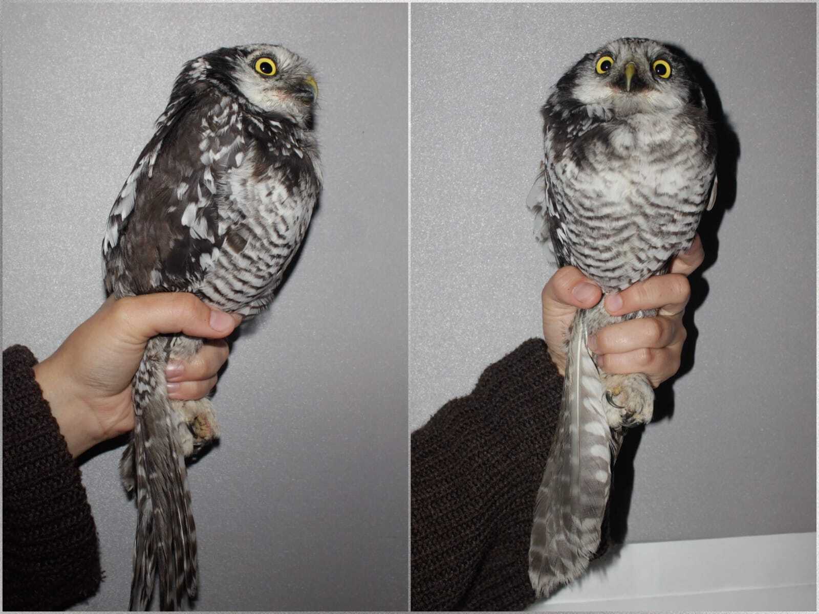  на станции кольцевания