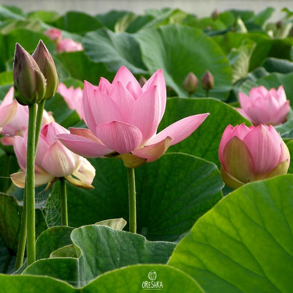 Lotus wetland habitat Russia Far East Primorye wild colony