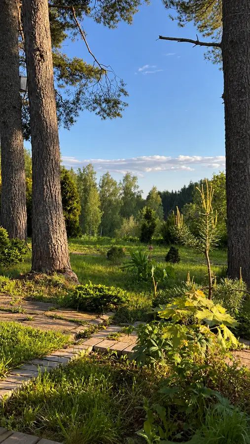 Сосны и луг у ретритного центра