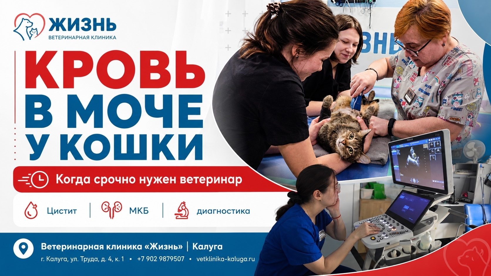 Ветеринарный нефролог в Калуге. Ветклиника Жизнь.