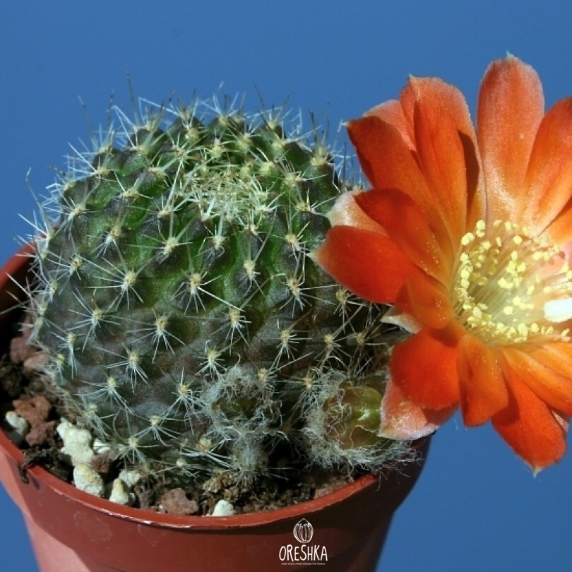 Buy Organic Succulent Cactus Rebutia xanthocarpa v. aureiflora RW-194 Seeds  | Oreshka-Seeds.com