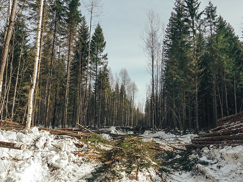 Сплошные выборочные рубки. Выборочные рубки. Рубки переформирования. Выборочные рубки ель. Выборочная рубка леса.