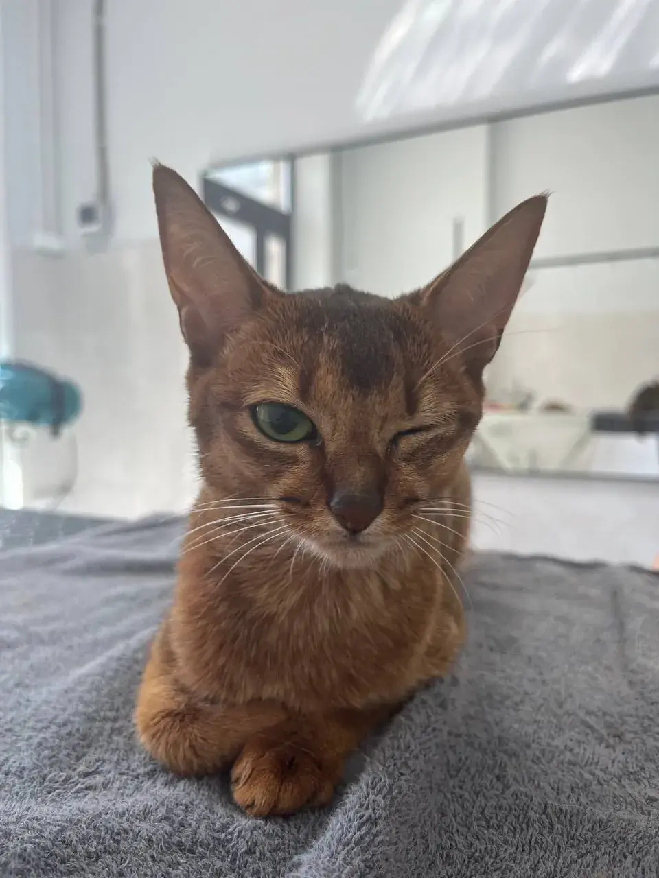 Абиссинская кошка