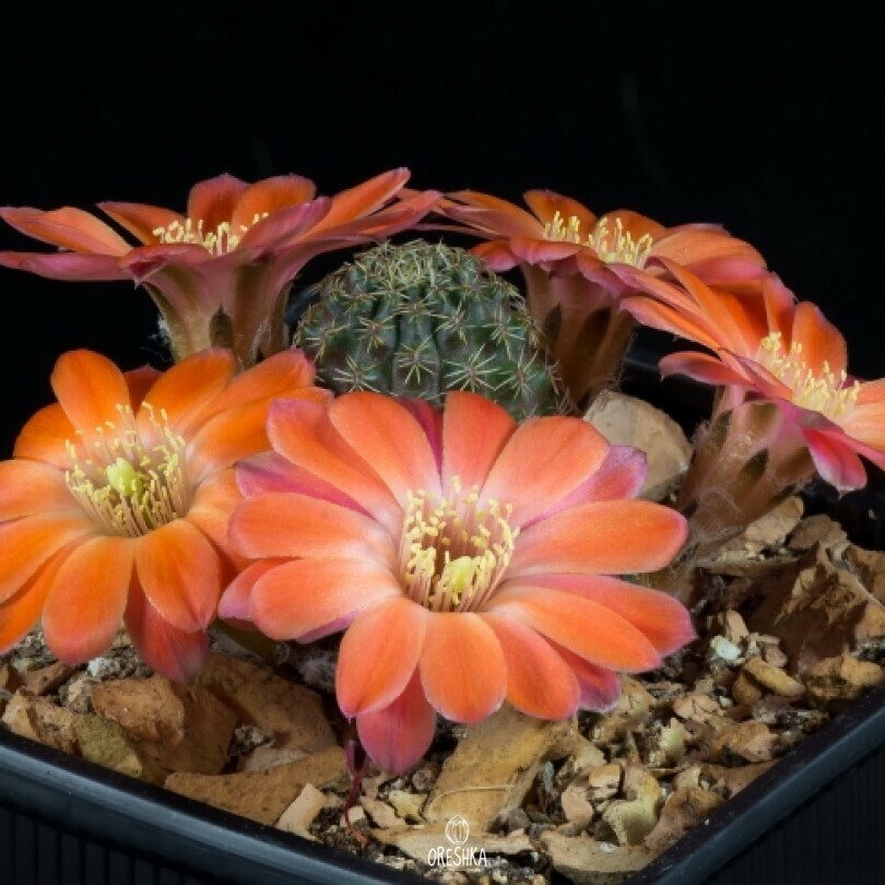 Seeds of Cactus Mediolobivia pygmaea v. mudanensis WR 689 (Mediolobivia pygmaea v. mudanensis WR 689) — 10 pcs