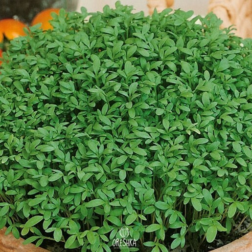 Seeds of garden cress (Lepidium sativum) — 50 pcs