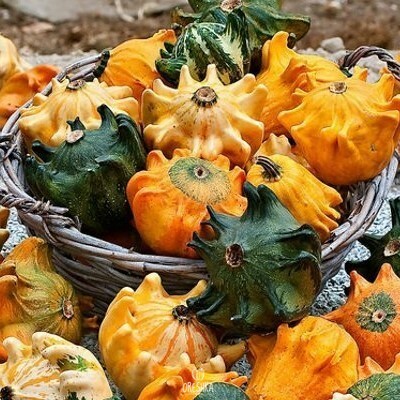 Seeds of Pumpkin dec. Crown (Cucurbita)