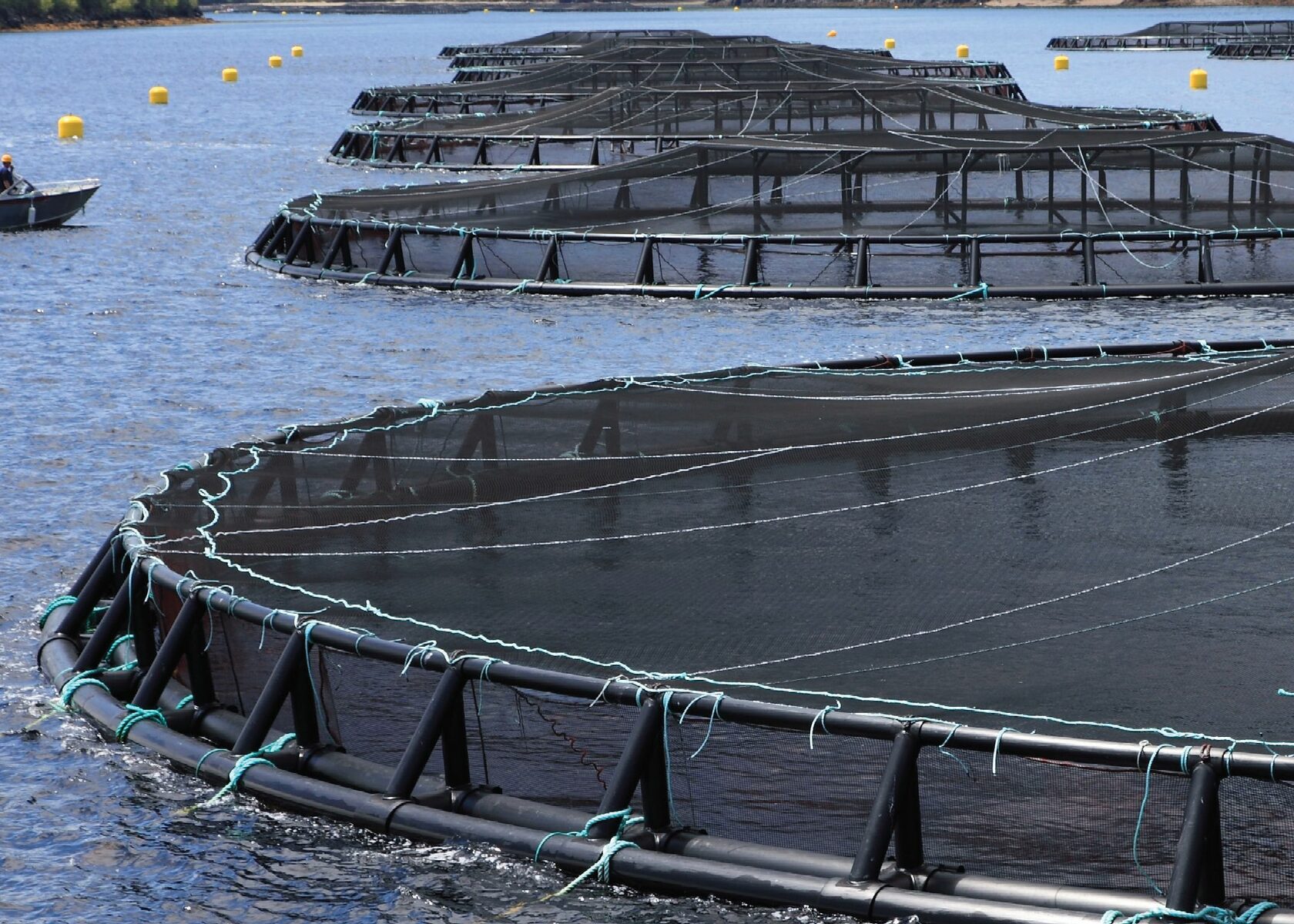 Aquaculture 2 mod. Марикультура и аквакультура. Пастбищное рыбоводство пастбищная аквакультура. Аквакультура Череповец. Садки аквакультура.