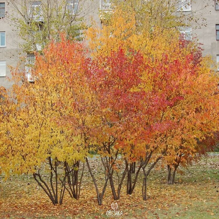 Amur maple red samaras winged seeds summer ornamental