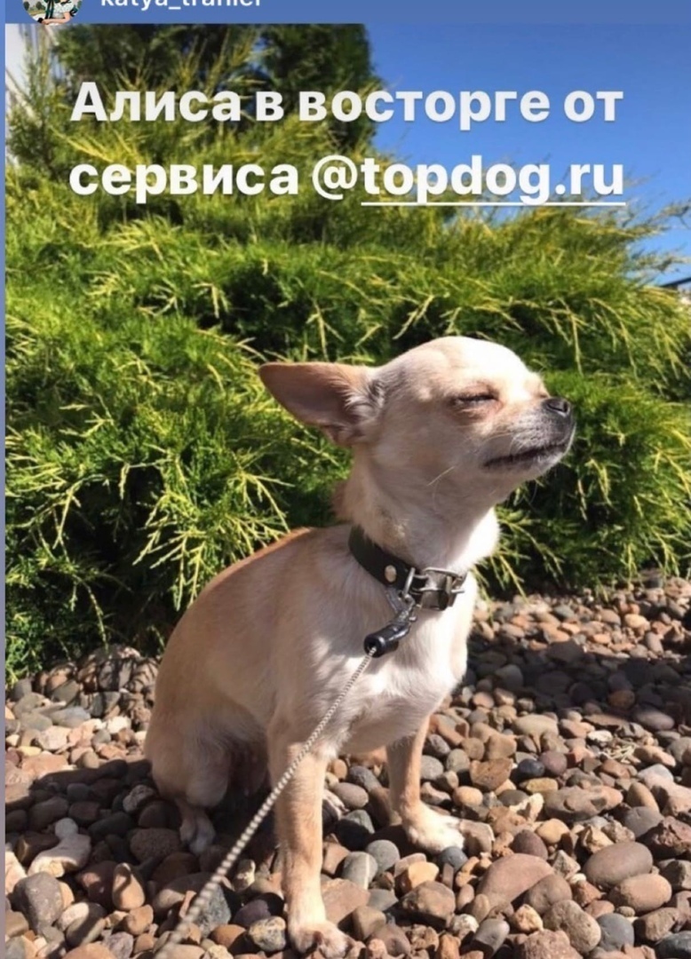 Сервис по выгулу собак. Отдам чихуахуа. потеряшки барнаул собака. порода чихуахуа отдам в хорошие руки. собака чихуахуа в пензе центр.