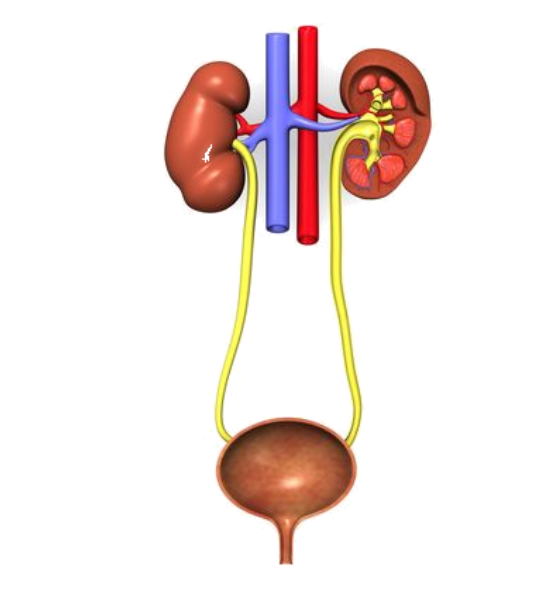 Болит живот справа при болезнях мочевыделительной системы