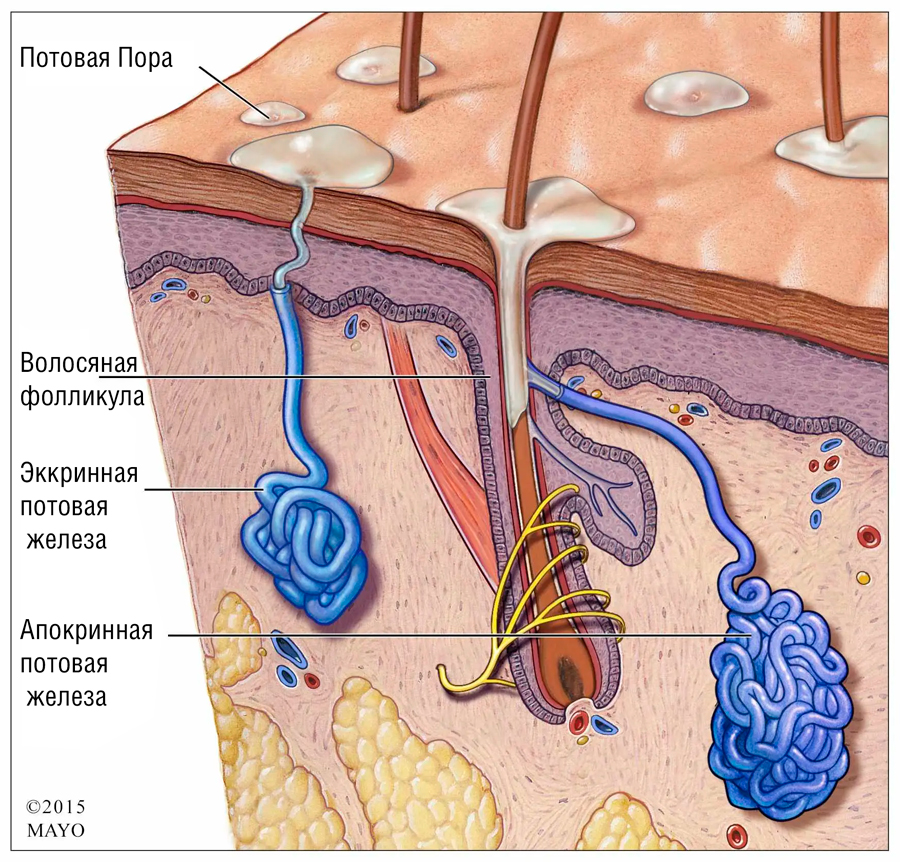 Сальная железа рисунок кожи