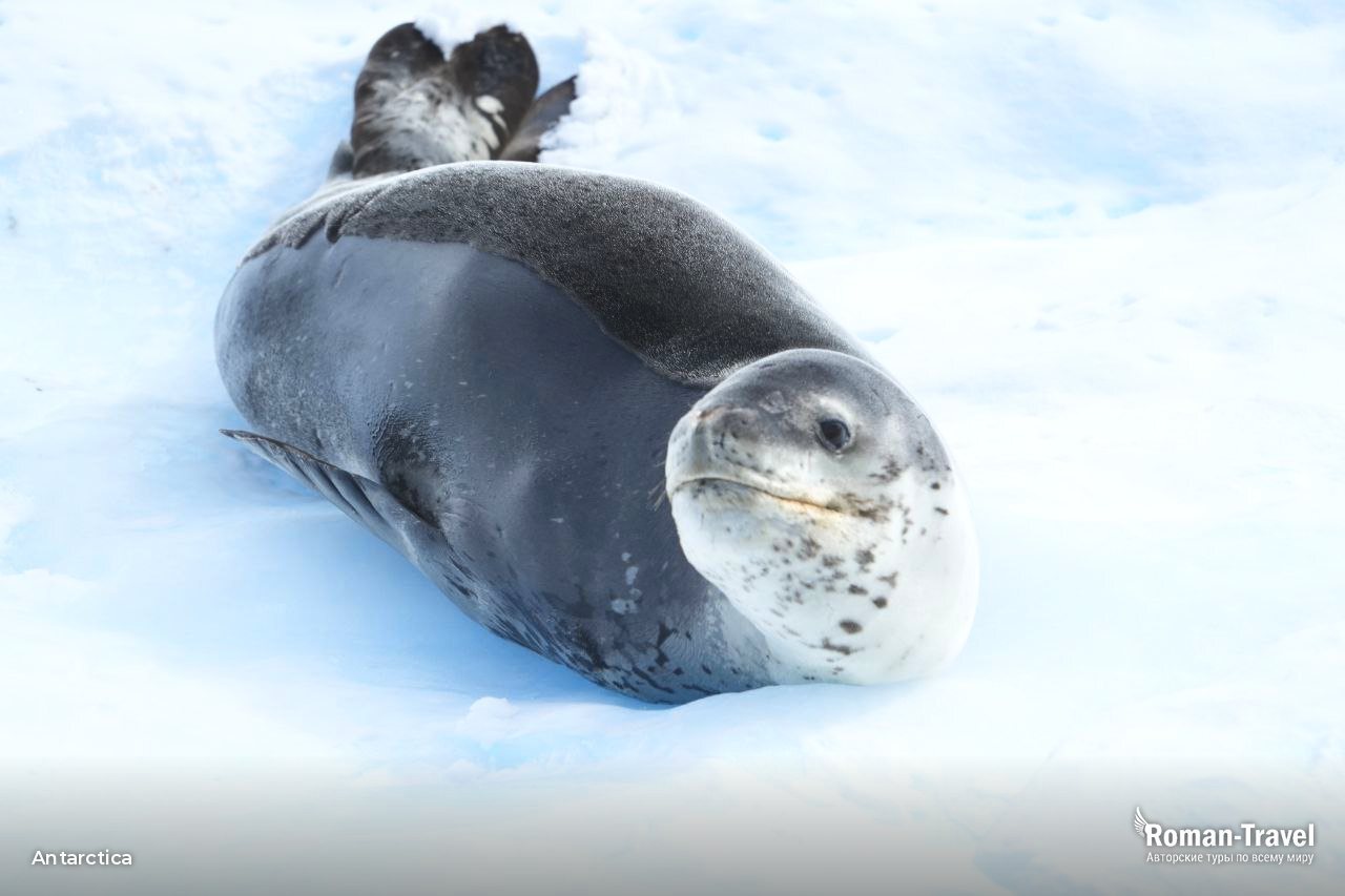 antarctica - roman travel