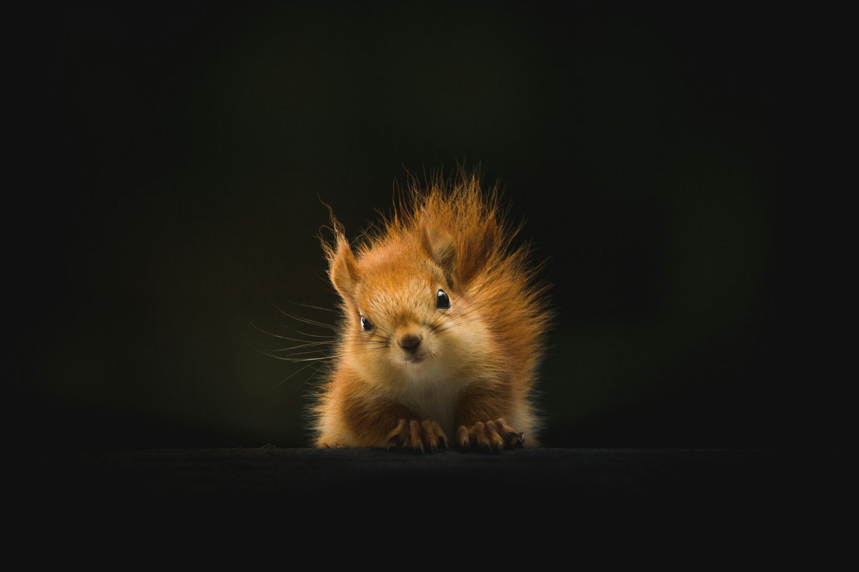 Дикая природа