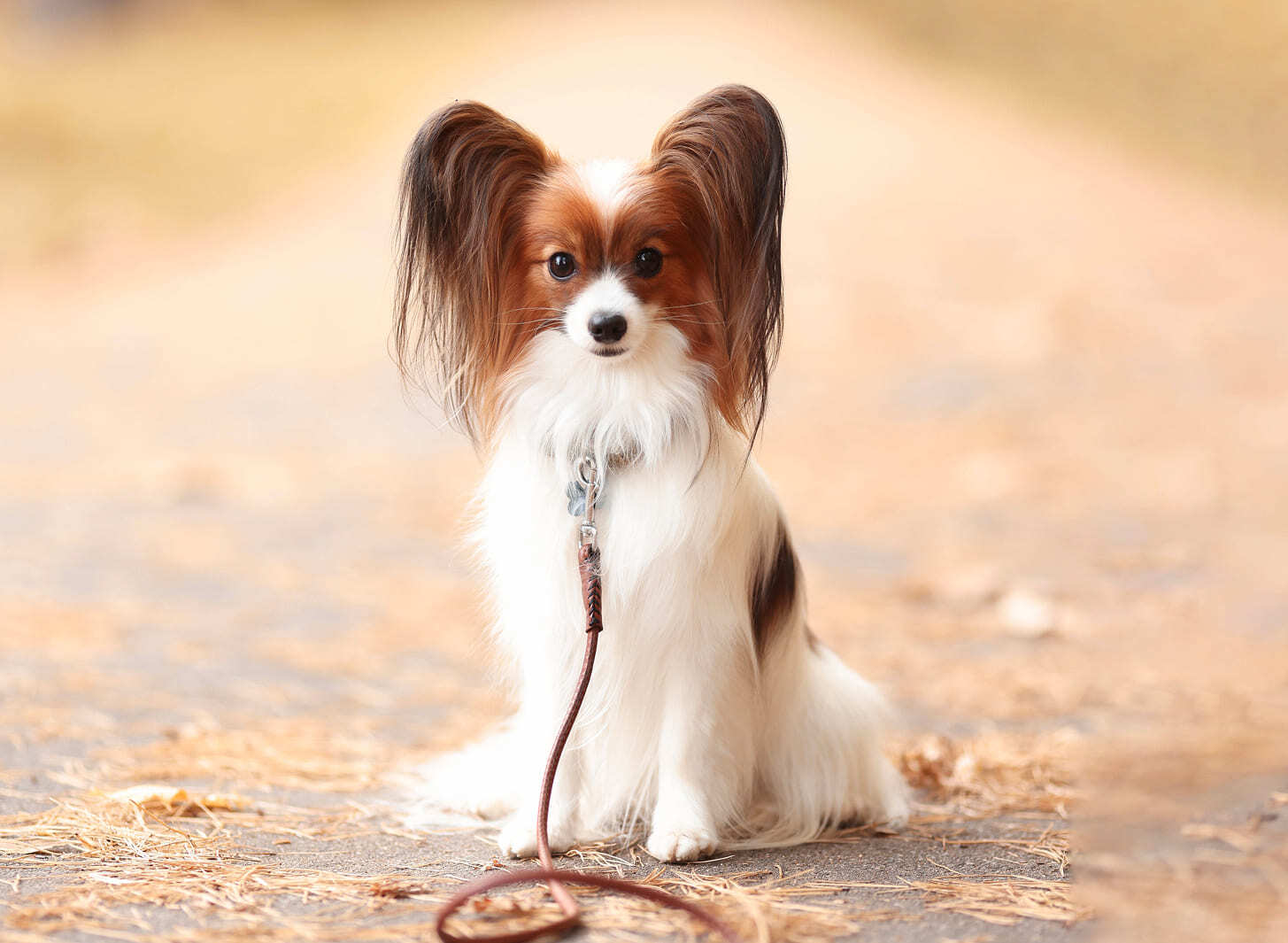 щенок папийона на поводке