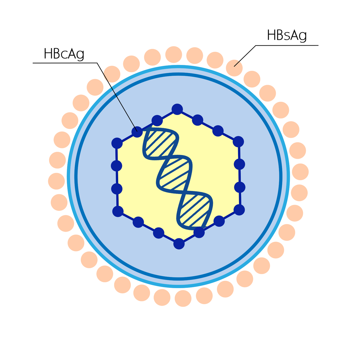 Антигену вируса гепатита в hbsag. HBS антиген гепатита b. Вирус гепатита б HBSAG. Антигенная структура вируса гепатита в (HBV). HBS антиген вируса гепатита в.