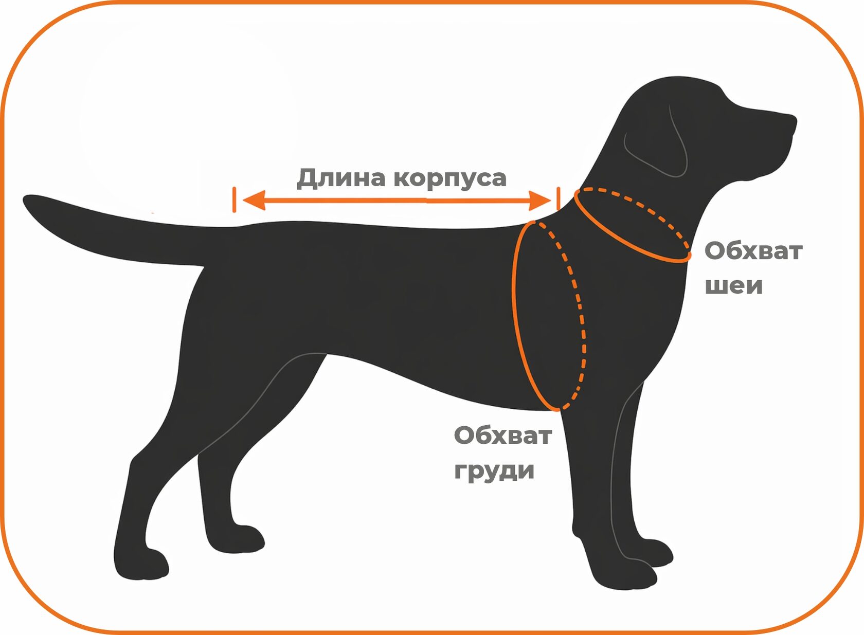 Как измерить собаку
