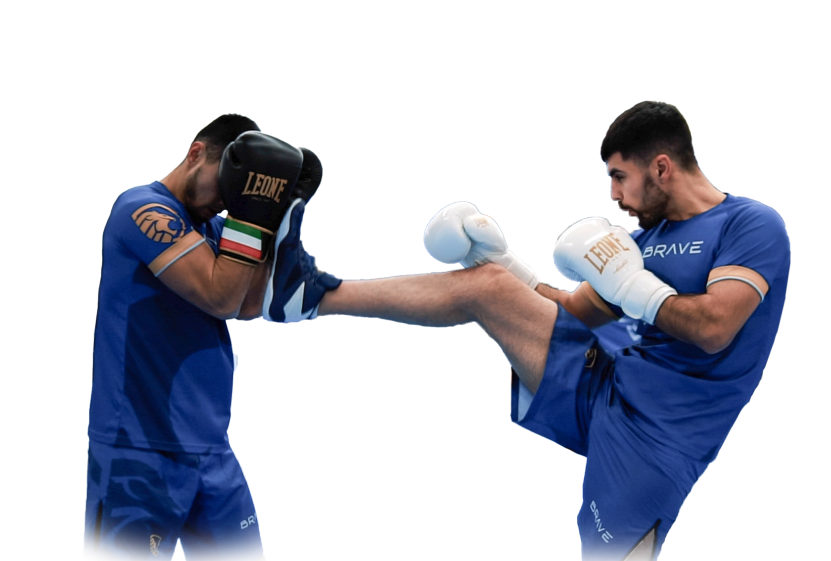 Provimed ������� ��������: ����.