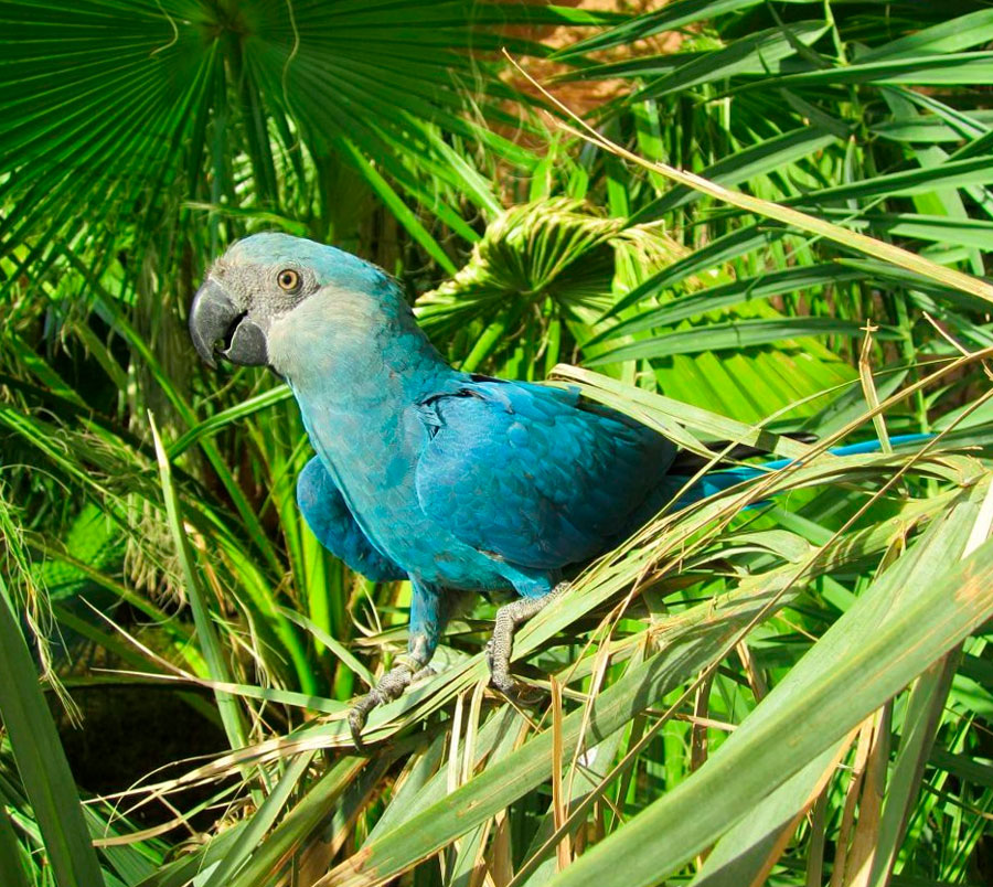 Новые бесплатные фото Blue Macaw, попугаи, птицы, Голубой ара, пернатые