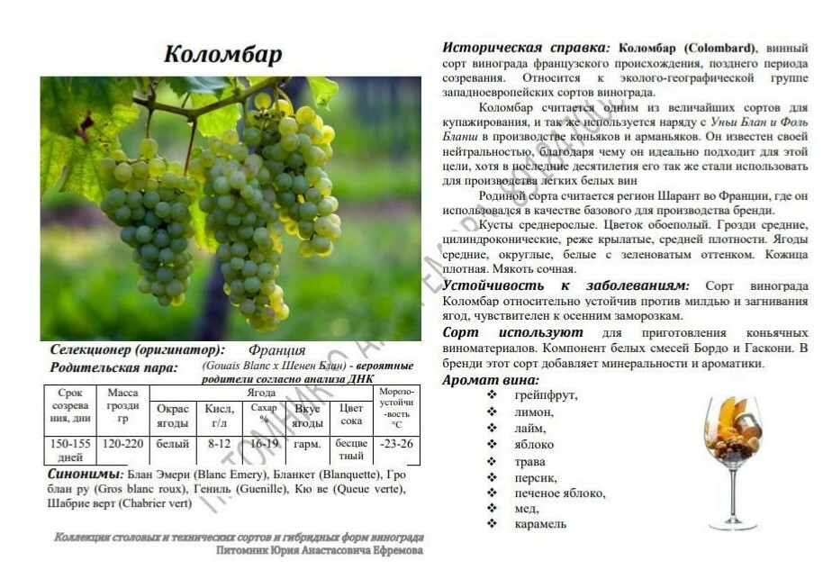 Коломбар виноград. Технический виноград что это значит. Технические сорта винограда. Распознать технический сорт винограда по листу. Технические сорта винограда.