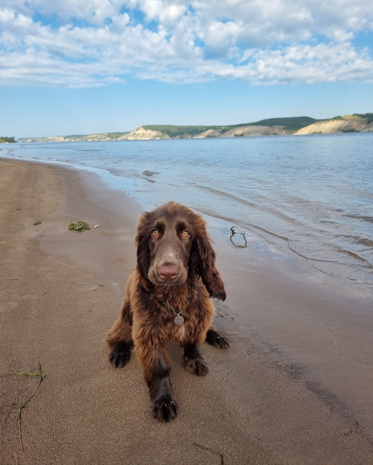 field spaniel puppy