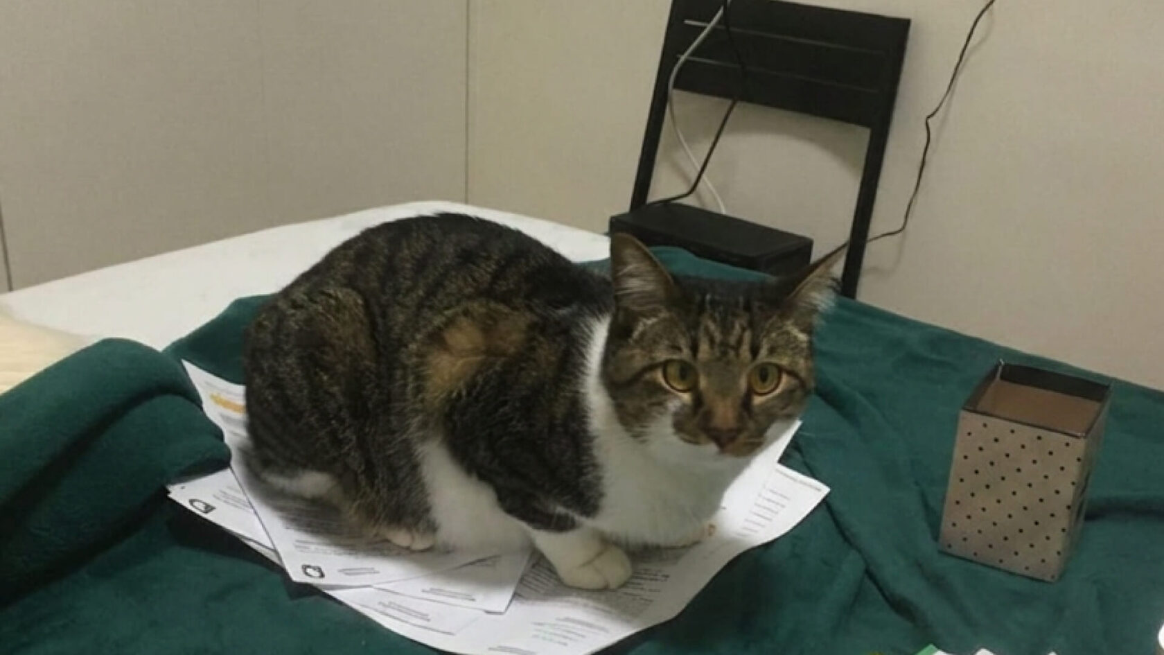 Кот в шоке