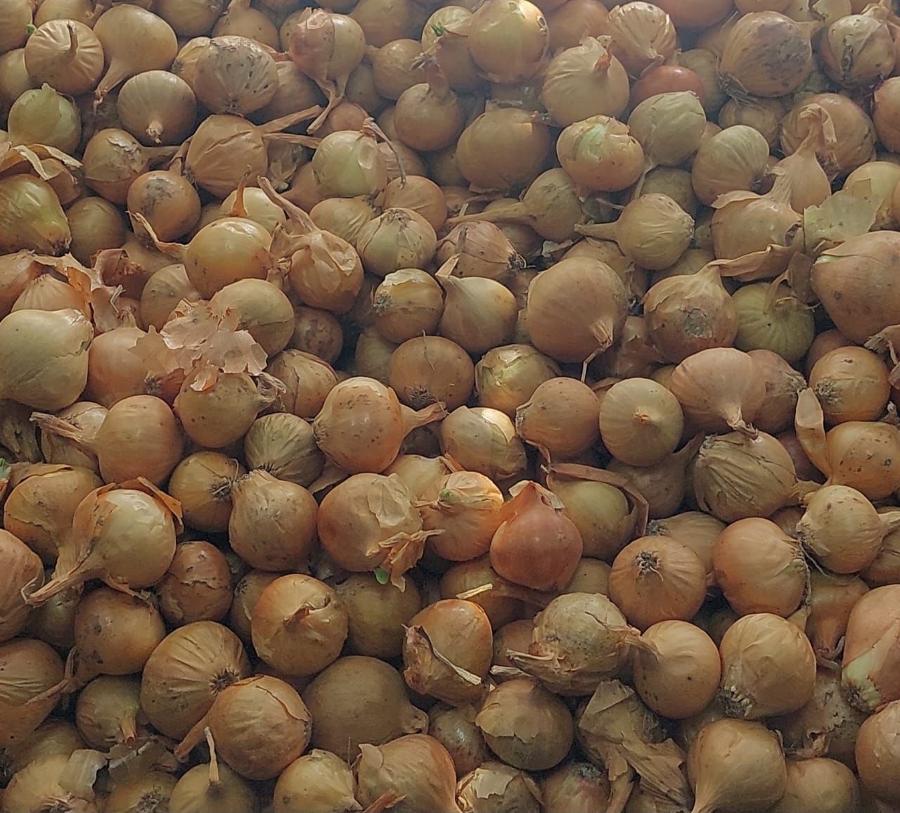 Лук-севок Выборка