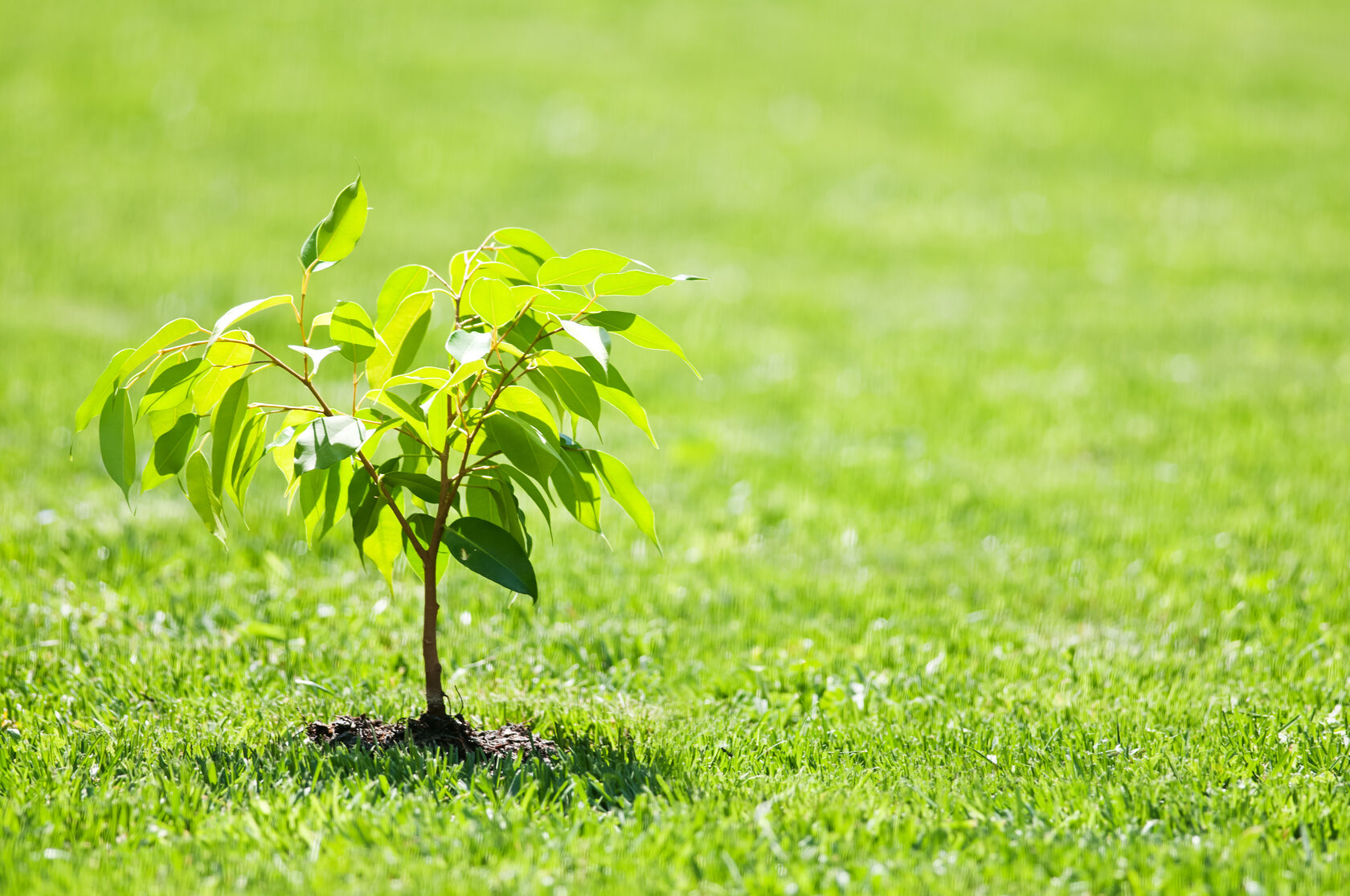 Small tree. Росток дерева березы. Молодое дерево. Молодые деревья. Молодое дерево растет.