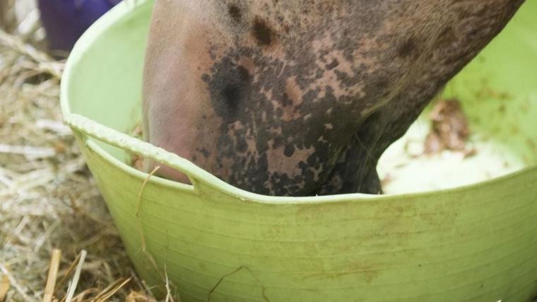 Horse eating a balanced diet at Vonfidel Ranch Sri Lanka — debunking horse feeding myths for equine health