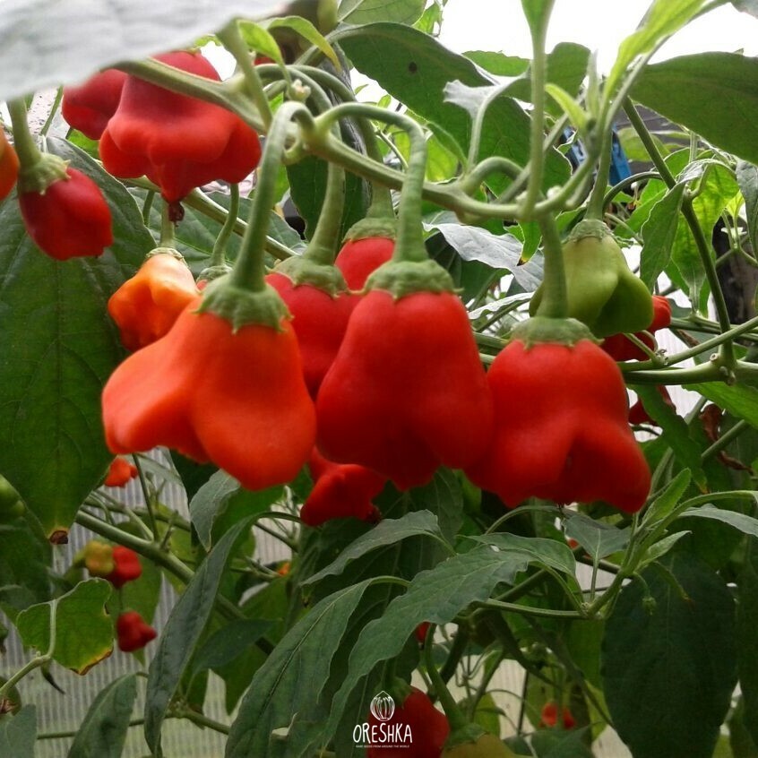 Seeds of Hot pepper Bell red (Capsicum) — 5 pcs