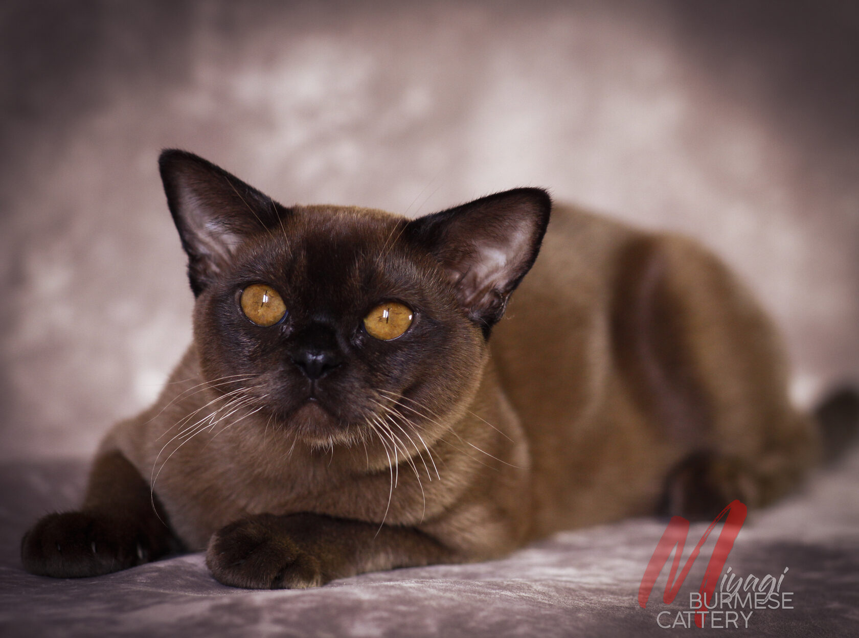 Бурманский кот соболиного окраса Miyagi