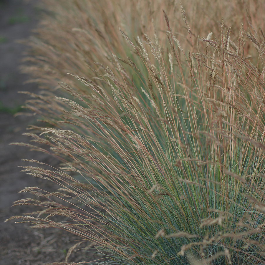 Овсяница сизая