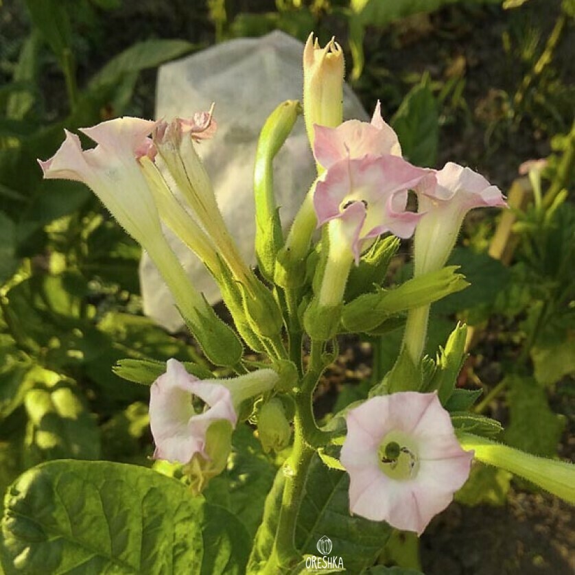 Seeds of Tobacco cuban criollo 98 (Nicotiana tabacum) — 300 pcs