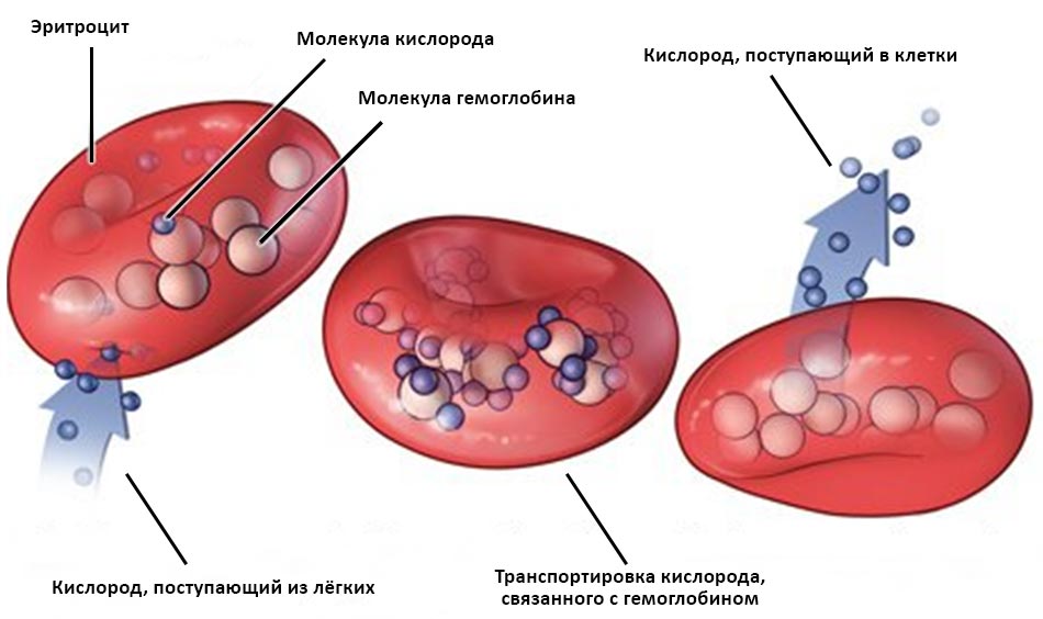 Недостаток кислорода лечит спинномозговые травмы uMEDp