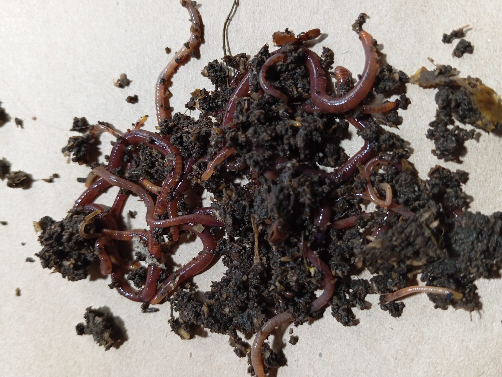 Черви Владимирский старатель