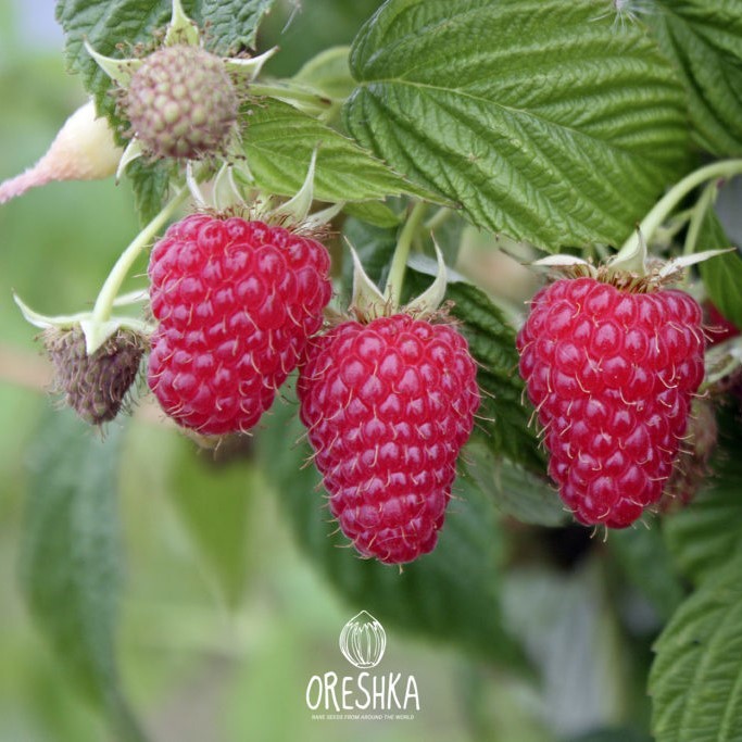 Berry Fruit Seeds — Oreshka Seeds