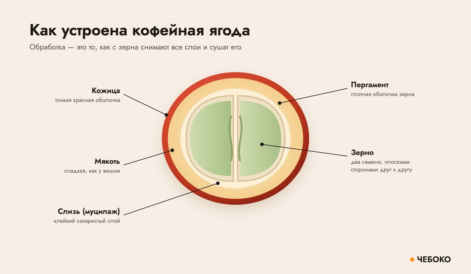 Строение кофейной ягоды: кожица, мякоть, слизь (муцилаж), пергамент, зерно