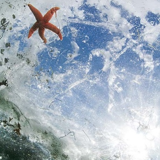 подледный дайвинг, давинг подо льдом, Белое море