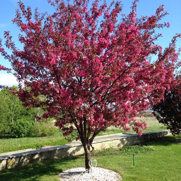 Malus Royalty ornamental crabapple purple red foliage ruby crabapples autumn
