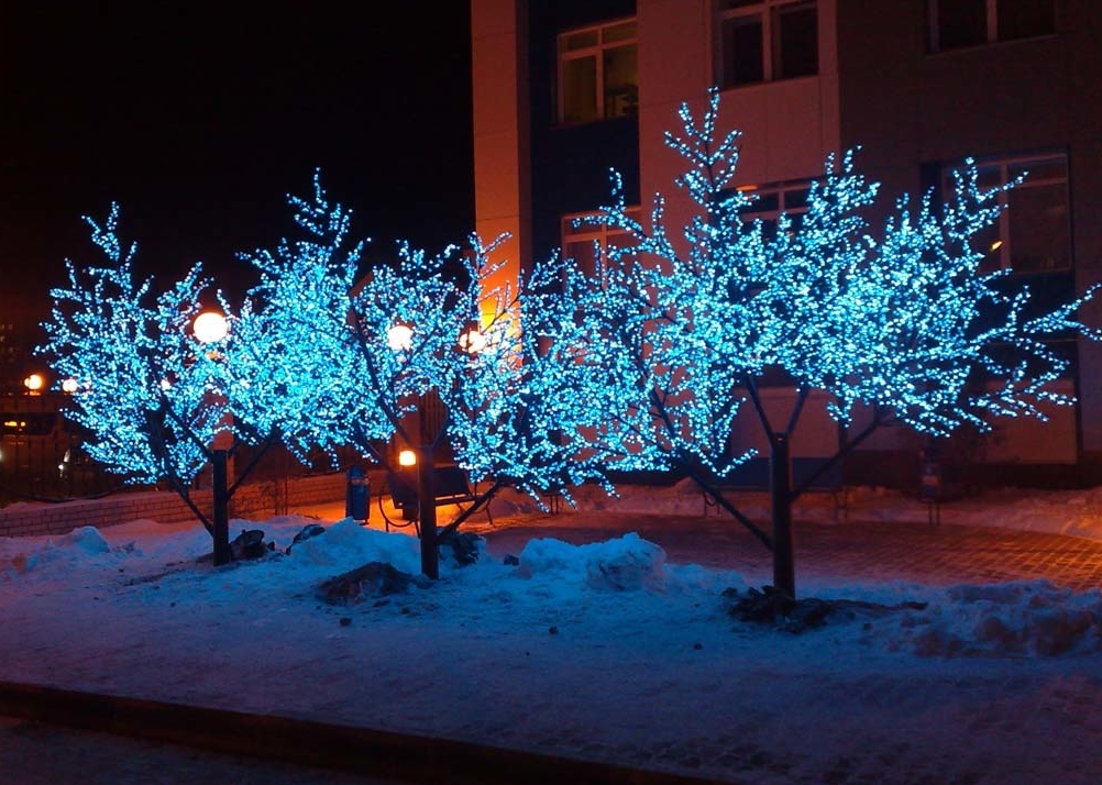 Подсветка Деревьев Фото