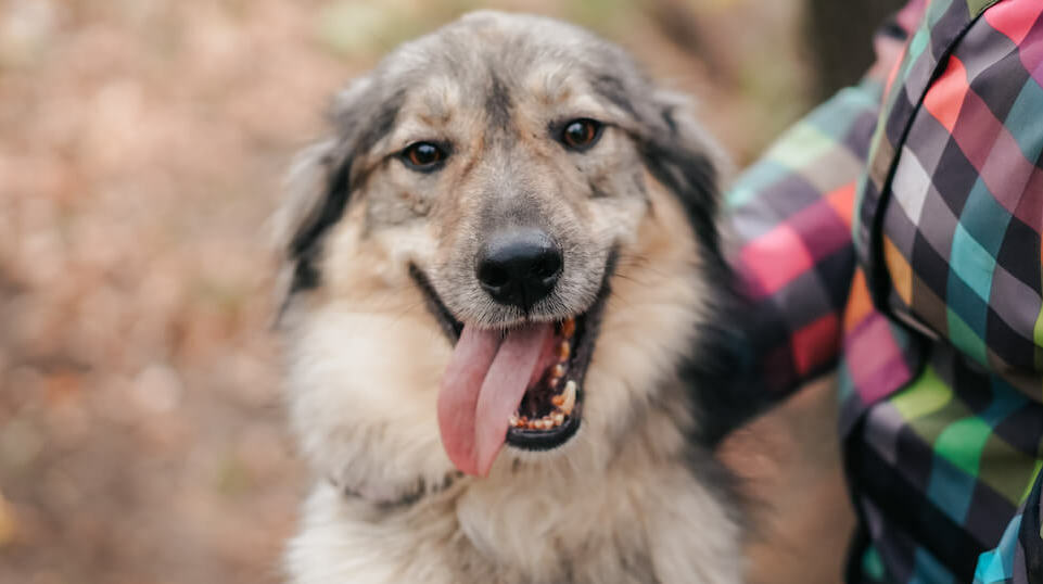 Добрый пёс Каспер ищет дом υ´• ﻌ •`υ