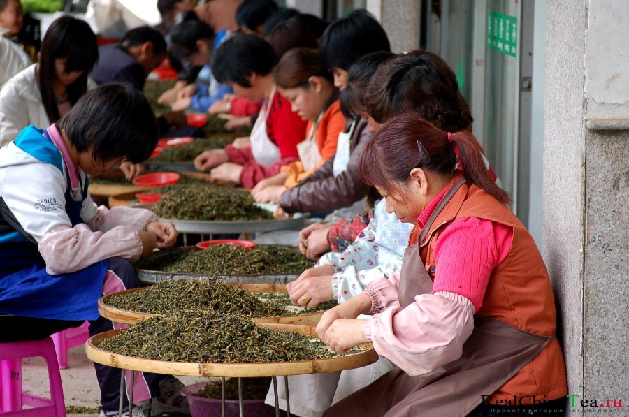 Китайские тетушки перебирают чай Те Гуанинь