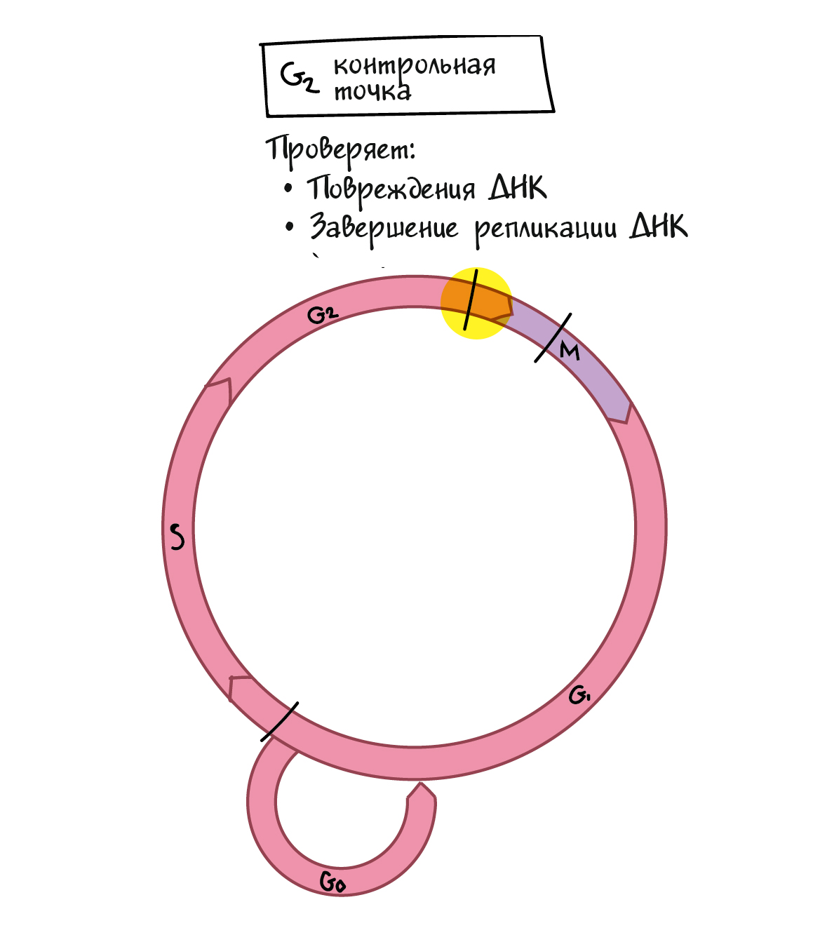 Базовый онлайн-курс​. Контрольные точки клеточного цикла